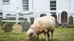 Sheep in churchyard